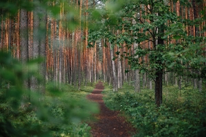 зеленый лес изнутри, стволы деревьев, тропинка в лесу, зеленая листва 