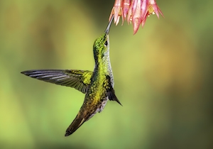 Андская изумрудная колибри у цветка 