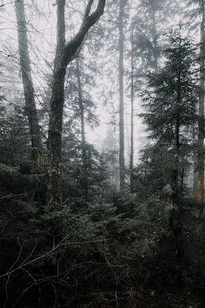 туманный лес изнутри, зеленый лес изнутри, стволы деревьев, сосны, опавшие деревья, туманная дымка в лесу 