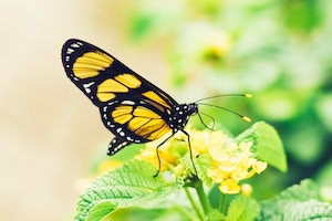 черно-желтая бабочка сидит на желтых цветах 