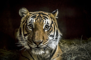 тигр смотрит в кадр, крупный план 