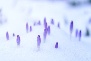 прорастающие через снег цветы