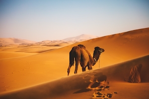 Верблюд в аравийской пустыне