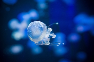 Медуза, маленькие безцветные медузы с щупальцами в океане, крупный план 