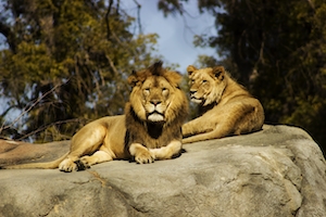 Львы в зоопарке