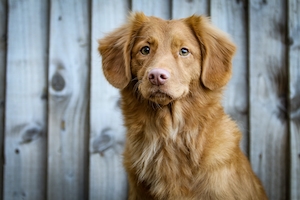 портрет коричневой собаки 