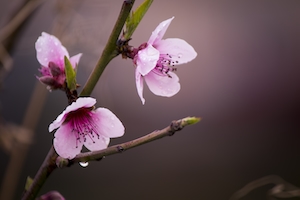 Цветущий персик цветы, покрытые росой холодным утром, крупный план 