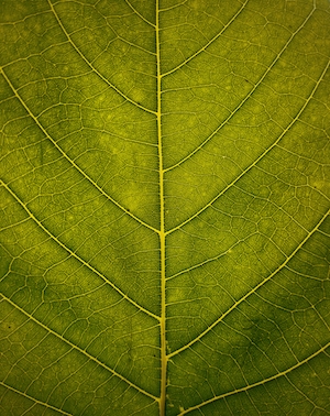 Жилки листьев
