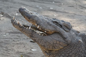 крокодил с приоткрытой пастью, крупный план 