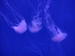 цветная медуза с щупальцами, крупный план 