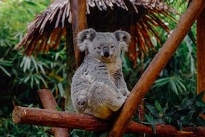 коала сидит на бревнах 