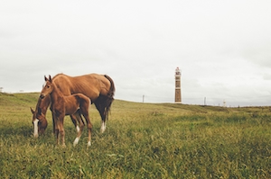 коричневые лошади на поле 