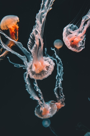 Веселые медузы