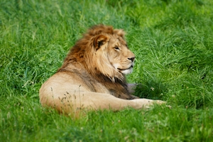 лев лежит на траве 