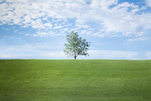 Одинокое дерево на холме