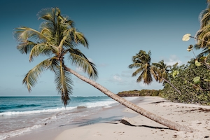 песчаный пляж с пальмами 