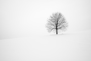 голое дерево на снежном холме 