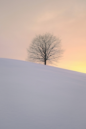 голое одинокое дерево на заснеженном склоне во время заката 