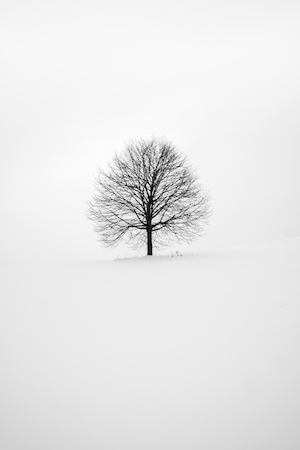 черно-белая фотография голого дерева 