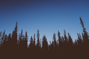 силуэты хвойного леса на фоне темного неба в сумерках 