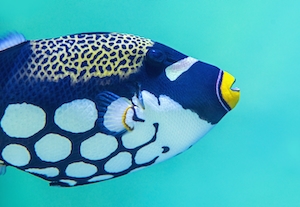 Рыба-клоун-спинорог имеет причудливый рисунок, пестрая рыба в воде, вид сбоку, крупный план