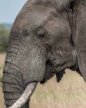 фото слона в профиль, крупный план 