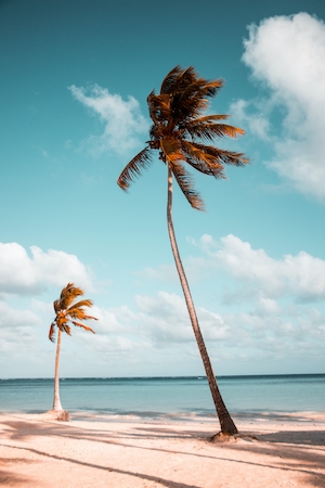 пальмы на пляже у моря, морской горизонт