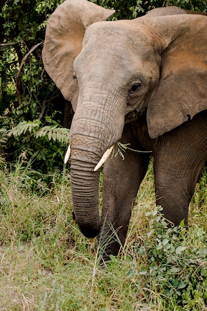 фото слона, идущего по траве 