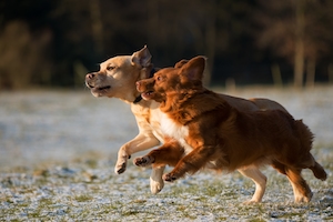 две собаки бегут на природе 