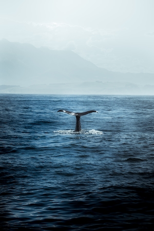 Наблюдение за китами, хвост кита, легкие волны, поверхность моря, рябь на воде, морская поверхность, море 