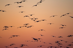 силуэты птиц в закатном небе 