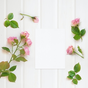 Минималистичная композиция из роз. Рамка из пасленовых розовых роз на белом деревянном фоне. Плоское положение, вид сверху, белый лист