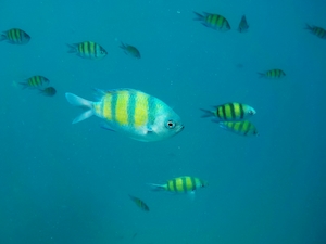 маленькая рыбка, цветная морская рыба в воде, крупный план 