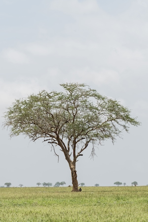 Затерянное дерево