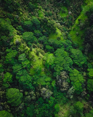 фото ярко-зеленого леса с высоты