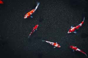 красные пестрые рыбки в воде, вид сверху 