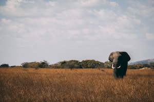 слон идет по дикой природе