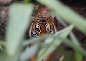 тигр высматривает добычу, смотрит в кадр 