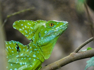 зеленая рептилия, крупный план 