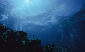 Риф Скопа в Коралловом море, коралловый риф под водой 