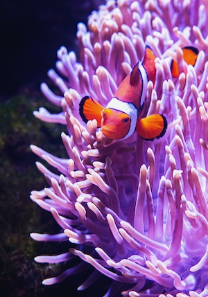 Рыба-анемон-клоун, разноцветные кораллы под водой, красочный коралловый риф 
