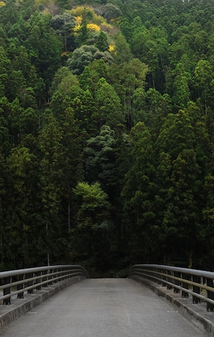 мост, ведущий в пышный зеленый смешанный лес 