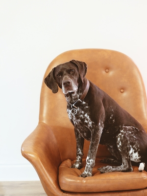 коричневая собака с ошейником на винтажном кресле 