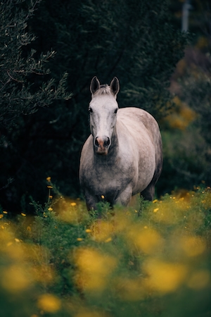 белая лошадь в лесу, смотрит в кадр 