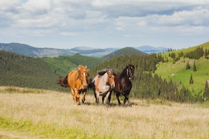 три коня бегут по склону горы 
