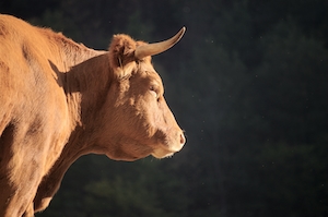 Наваррская корова, профиль, крупный план 