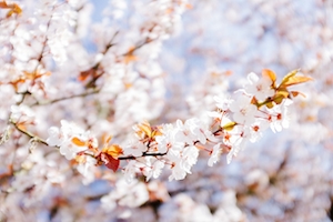Белое вишневое дерево в цвету 