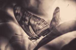 Крыло бабочки, черно-белый кадр 