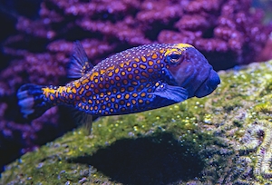 чудесная разноцветная рыба, обитающая на коралловых рифах 