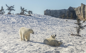 Белые полярные медведи в зоопарке гуляют по снегу 